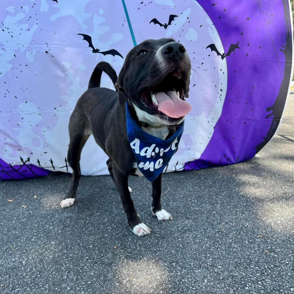 Duval, an adoptable Pit Bull Terrier in Savannah, GA, 31406 | Photo Image 3