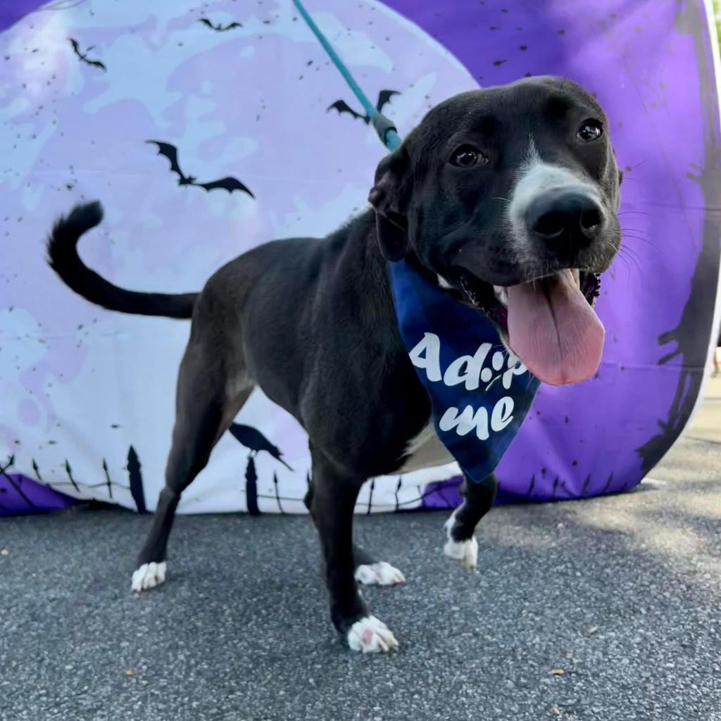 Duval, an adoptable Pit Bull Terrier in Savannah, GA, 31406 | Photo Image 4