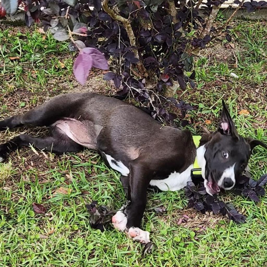 Duval, an adoptable Pit Bull Terrier in Savannah, GA, 31406 | Photo Image 5