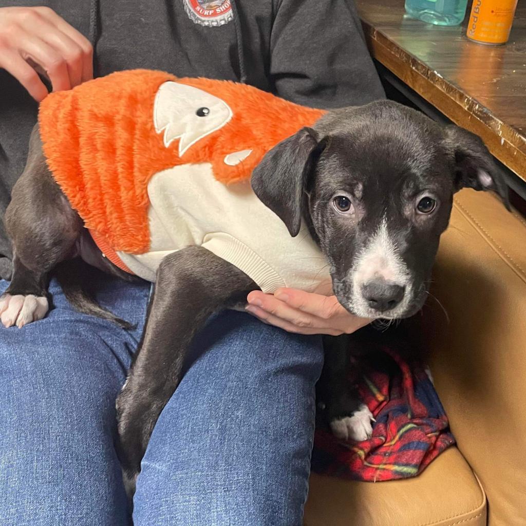 Duval, an adoptable Pit Bull Terrier in Savannah, GA, 31406 | Photo Image 6