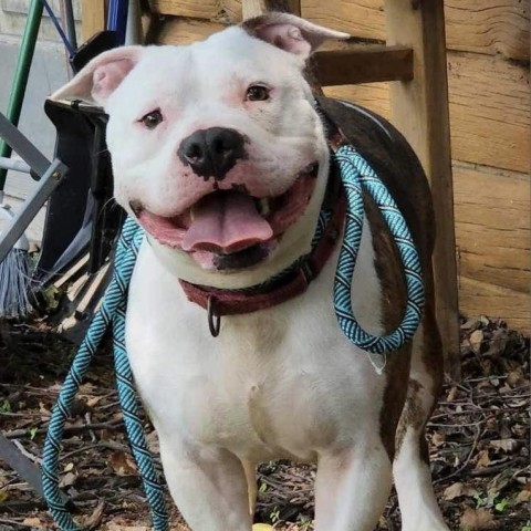 Beefcake, an adoptable Pit Bull Terrier in Zimmerman, MN, 55398 | Photo Image 1