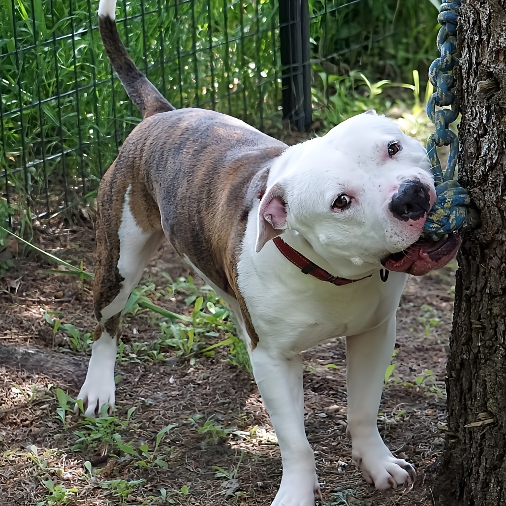 Beefcake, an adoptable Pit Bull Terrier in Zimmerman, MN, 55398 | Photo Image 1