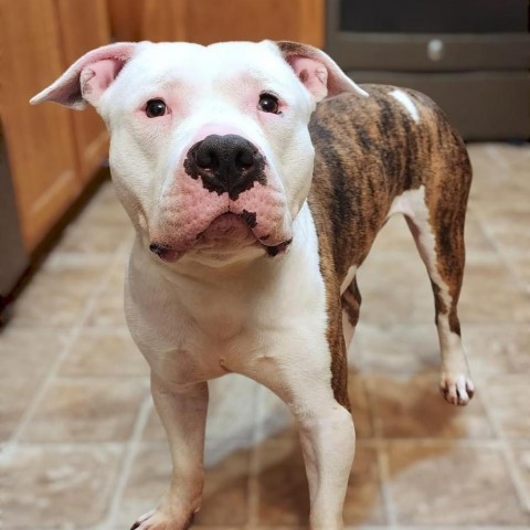 Beefcake, an adoptable Pit Bull Terrier in Zimmerman, MN, 55398 | Photo Image 2