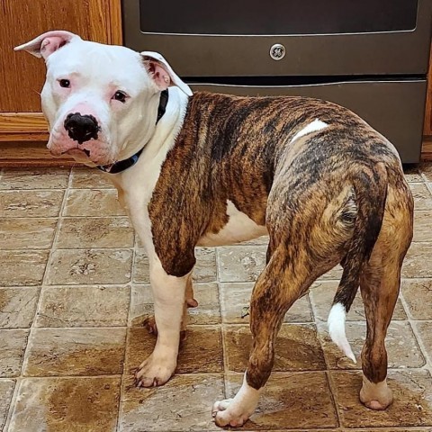 Beefcake, an adoptable Pit Bull Terrier in Zimmerman, MN, 55398 | Photo Image 3