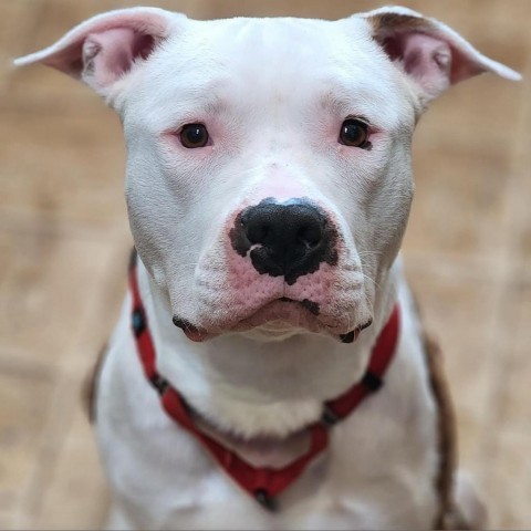 Beefcake, an adoptable Pit Bull Terrier in Zimmerman, MN, 55398 | Photo Image 4