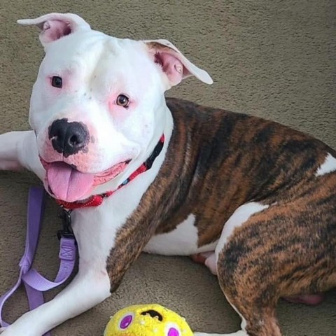 Beefcake, an adoptable Pit Bull Terrier in Zimmerman, MN, 55398 | Photo Image 5