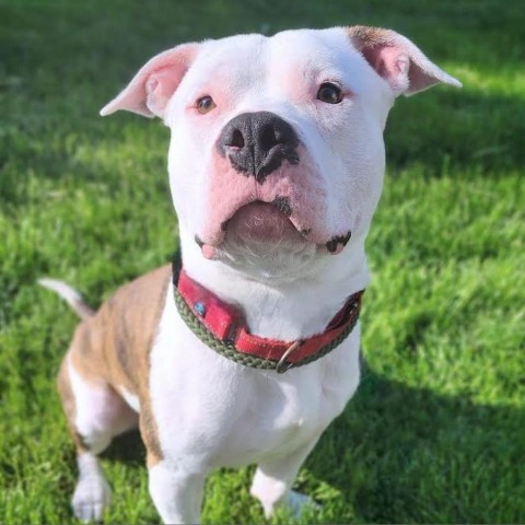 Beefcake, an adoptable Pit Bull Terrier in Zimmerman, MN, 55398 | Photo Image 6