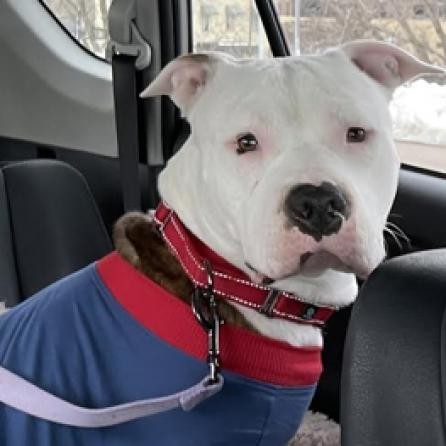 Beefcake, an adoptable Pit Bull Terrier in Zimmerman, MN, 55398 | Photo Image 6