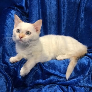 Petfinder ragdoll sale