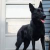 Sheba (ADOPTED!)