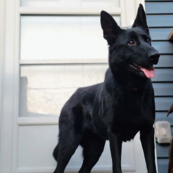Sheba (ADOPTED!), an adoptable German Shepherd Dog in Chicago, IL_image-1