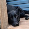 Sheba (ADOPTED!)