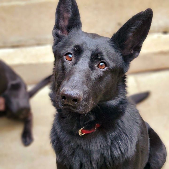 Sheba (ADOPTED!) 4