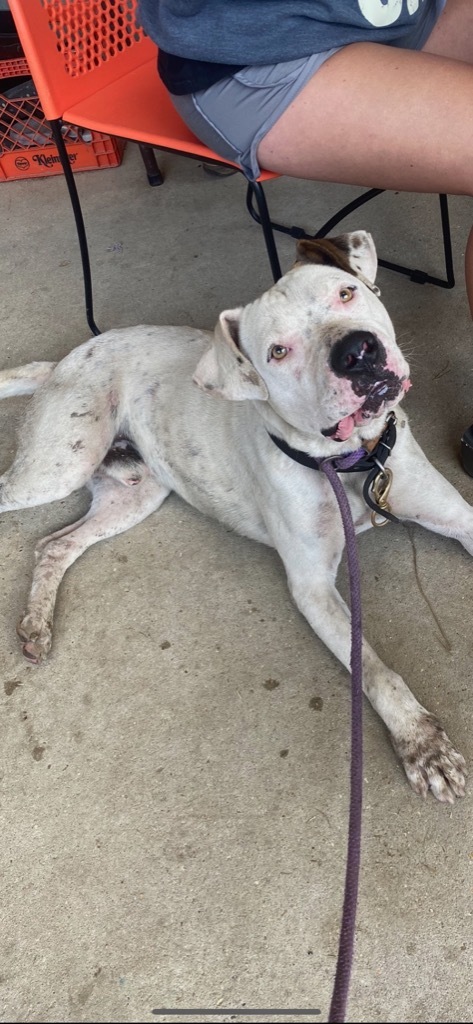 Fudd (Jack), an adoptable American Bulldog in Sorrento, LA, 70778 | Photo Image 2
