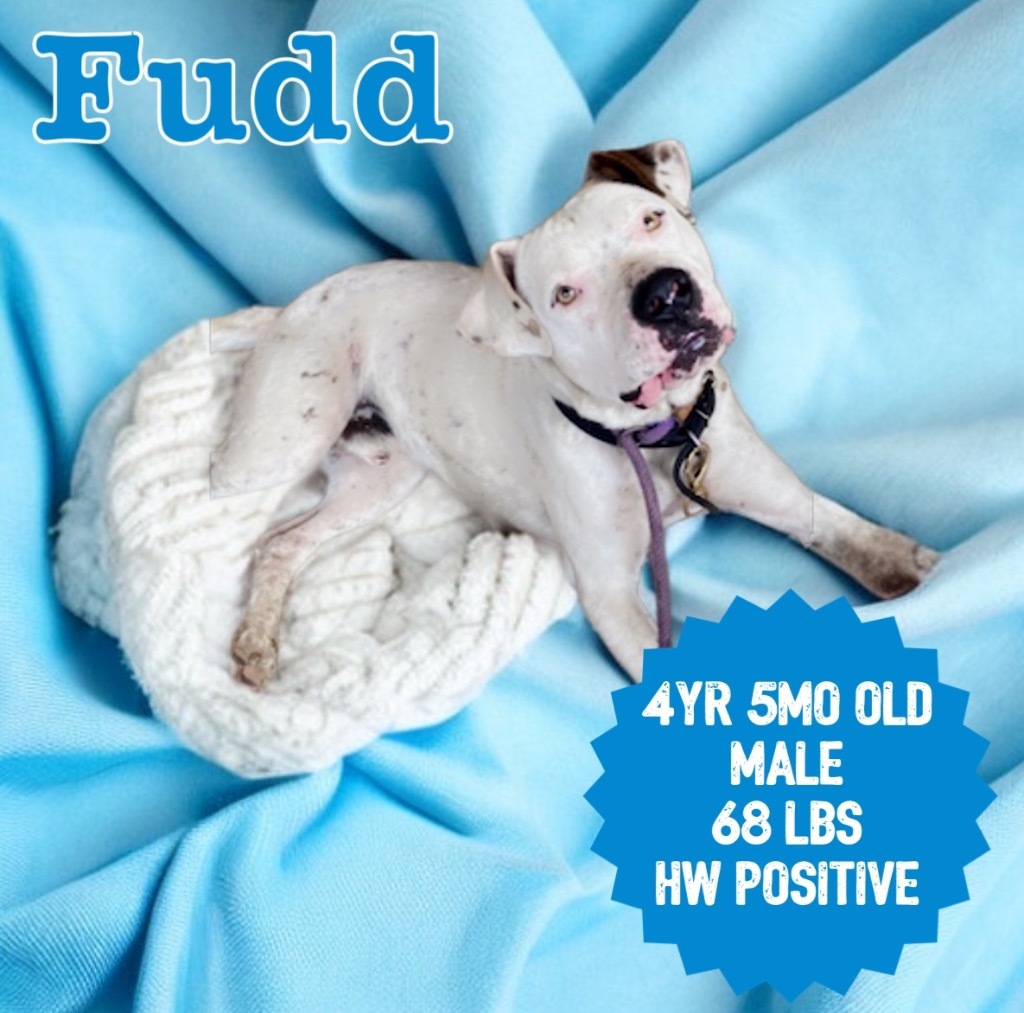 Fudd (Jack), an adoptable American Bulldog in Sorrento, LA, 70778 | Photo Image 3