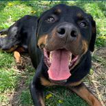 Buddy, an adoptable Rottweiler in Rushville, IL_image-1