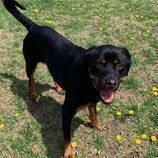 Buddy, an adoptable Rottweiler in Rushville, IL_image-3
