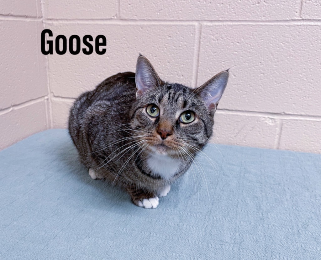 Goose