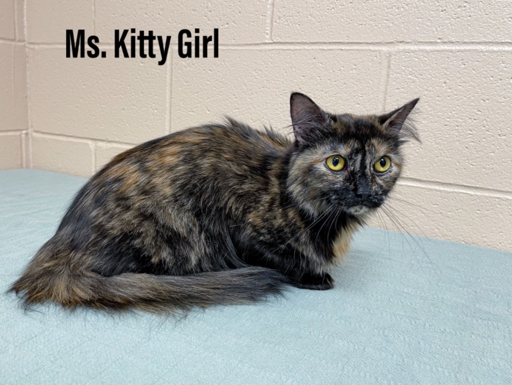 Ms.Kitty Girl