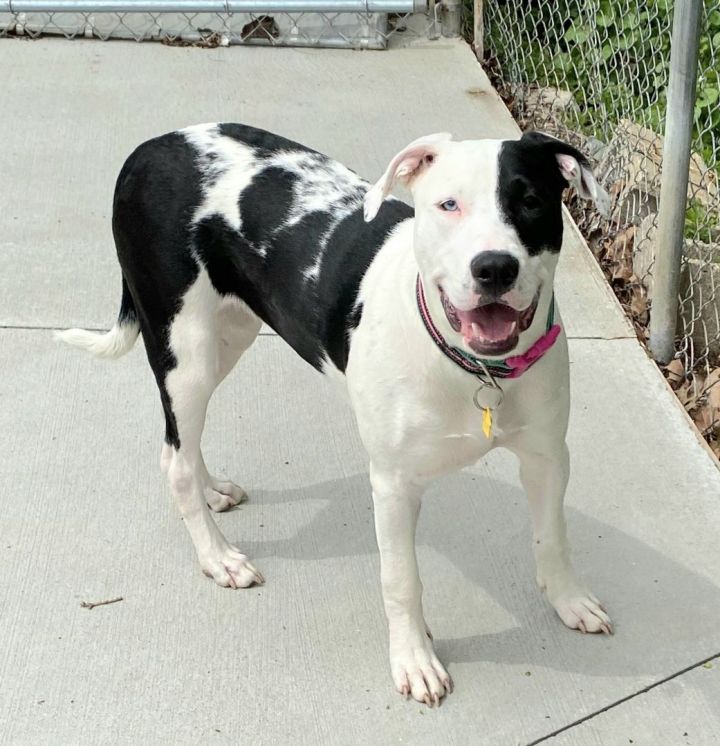 Delilah , an adopted Pit Bull Terrier & Labrador Retriever Mix in Kalamazoo, MI_image-3
