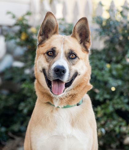 Jasper, an adoptable Boxer, Mixed Breed in Portola, CA, 96122 | Photo Image 1