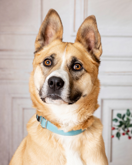 Jasper, an adoptable Boxer, Mixed Breed in Portola, CA, 96122 | Photo Image 3