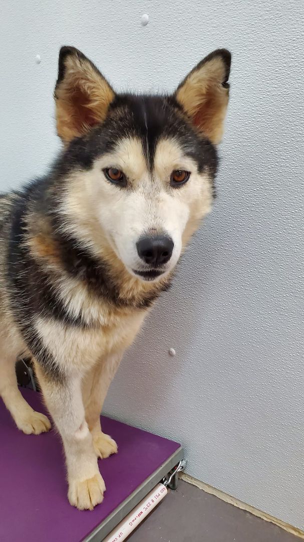 Dog for adoption - Kilo, an Alaskan Malamute Mix in Titusville, FL