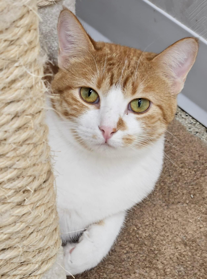 Sushi bonded to Jelly Roll, an adoptable Domestic Short Hair in De Soto, IA, 50069 | Photo Image 1