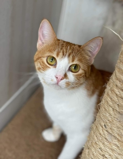 Sushi bonded to Jelly Roll, an adoptable Domestic Short Hair in De Soto, IA, 50069 | Photo Image 3