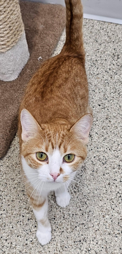 Sushi bonded to Jelly Roll, an adoptable Domestic Short Hair in De Soto, IA, 50069 | Photo Image 3