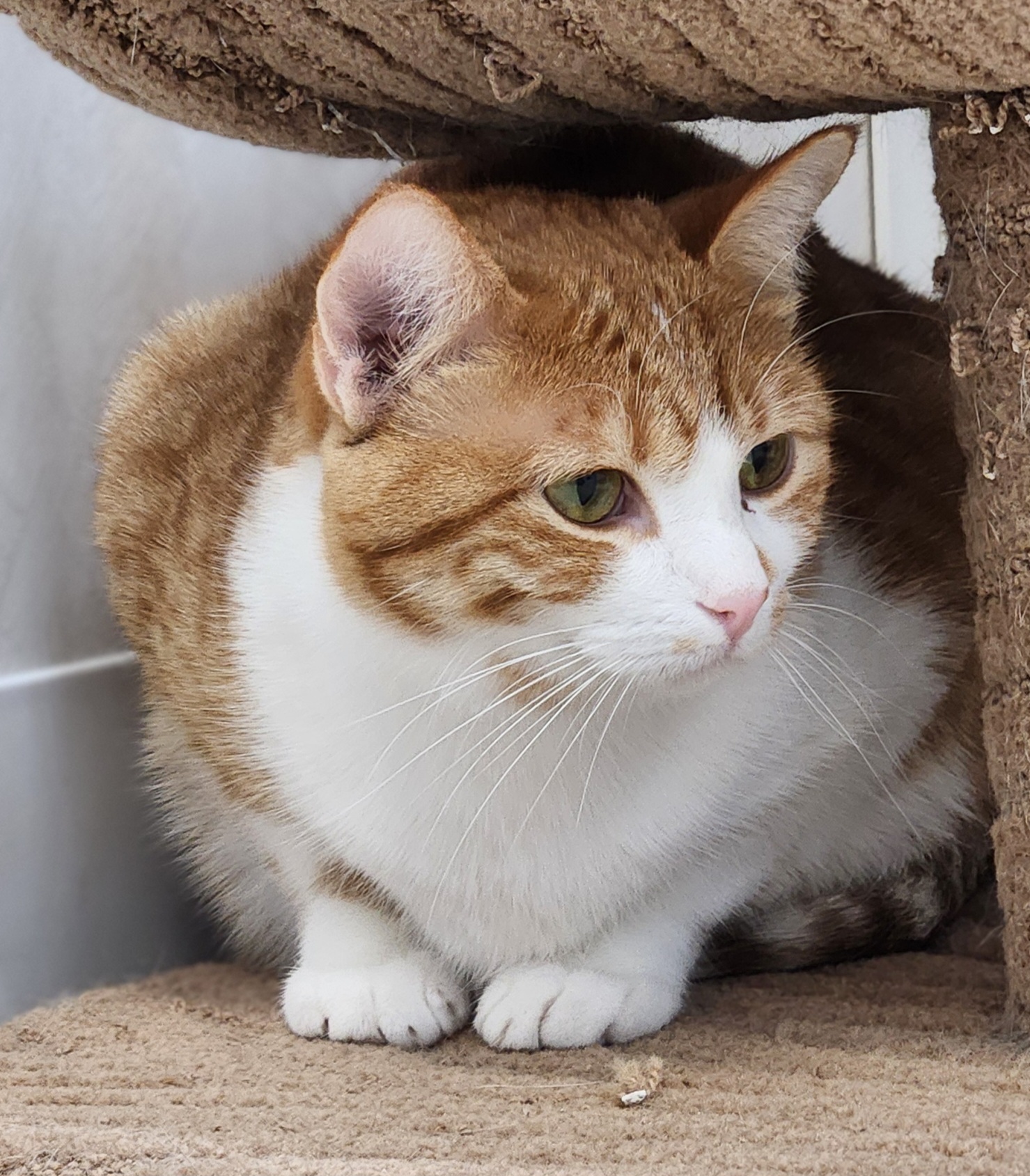 Sushi, an adoptable Domestic Short Hair in De Soto, IA, 50069 | Photo Image 3