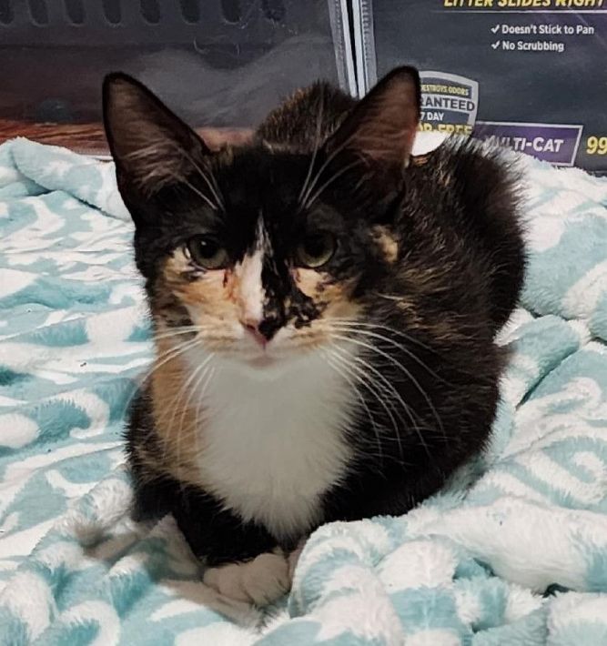 Mittens