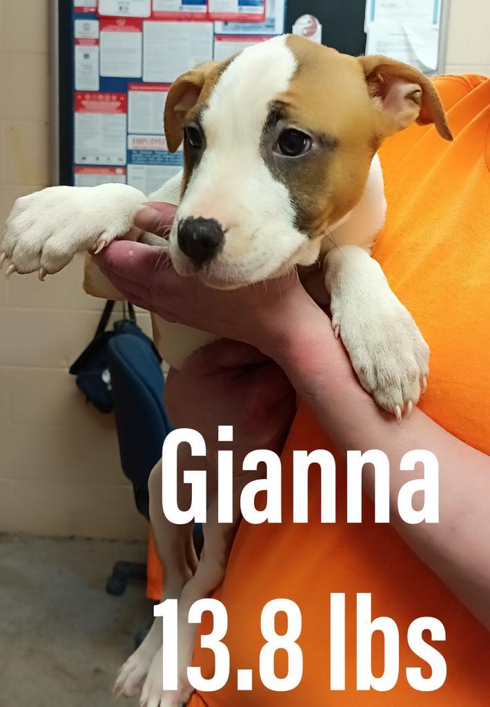 Gianna