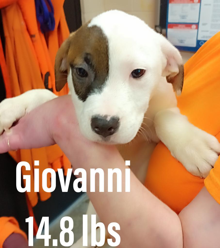 Giovanni