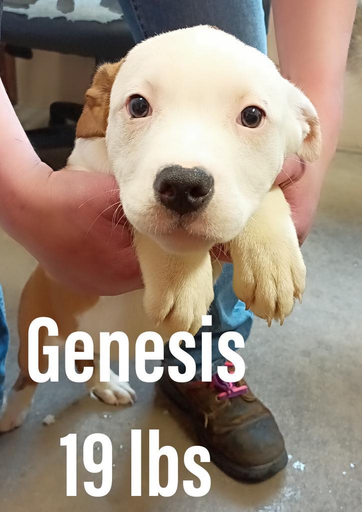 Genesis