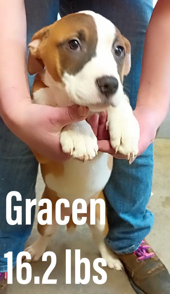 Gracen