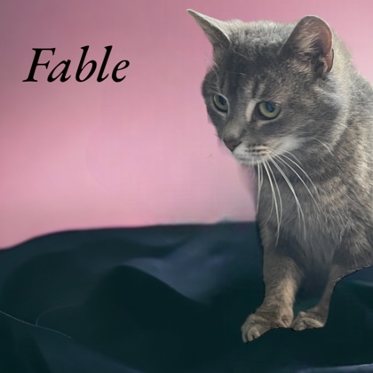 Fable, an adoptable Domestic Short Hair in Cumberland, MD_image-1
