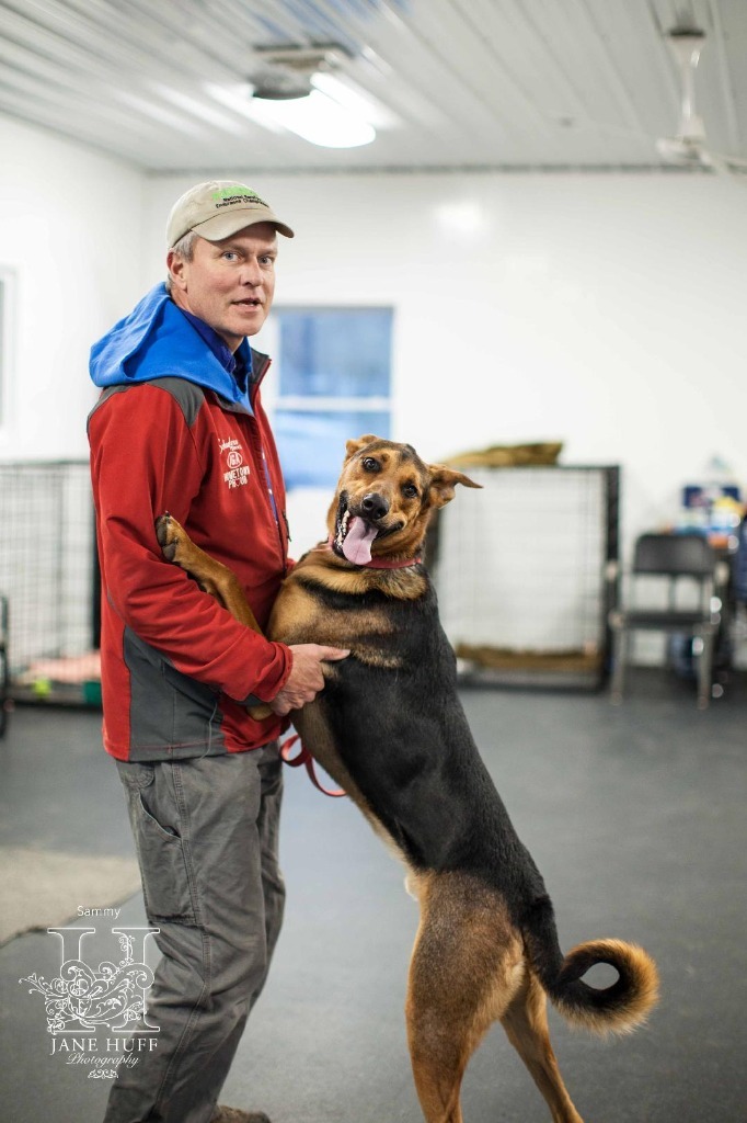Samuel, an adoptable German Shepherd Dog, Alaskan Malamute in Crandon, WI, 54520 | Photo Image 1