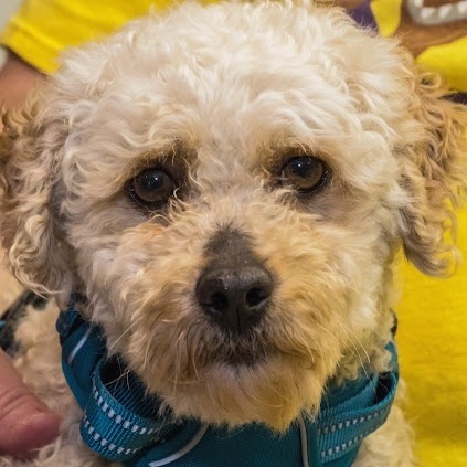 Phillipe, an adoptable Miniature Poodle in Springfield, MO_image-1