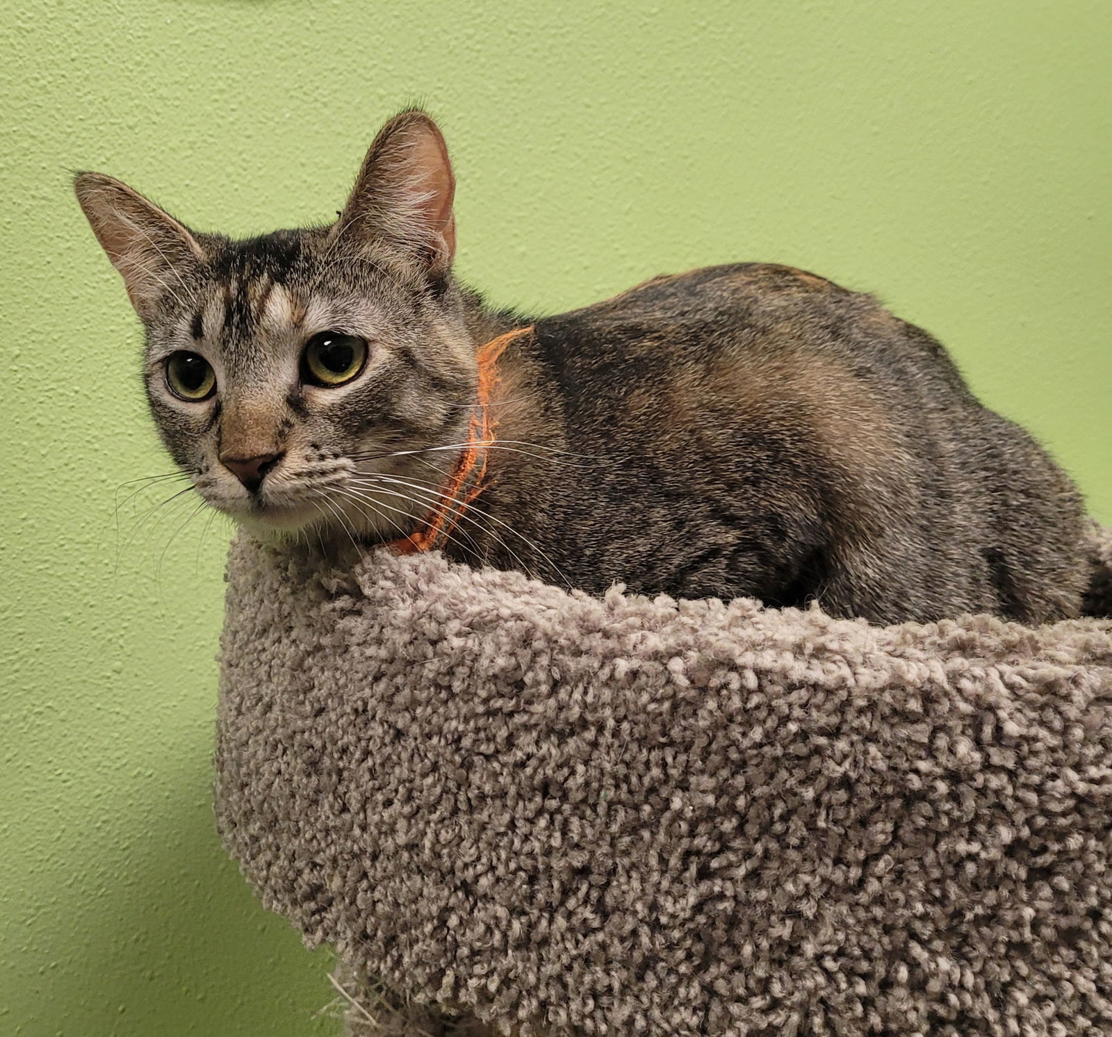 London, an adoptable Domestic Short Hair in Chandler, AZ, 85244 | Photo Image 1