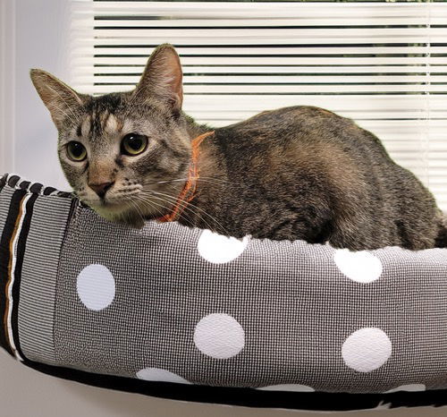 London, an adoptable Domestic Short Hair in Chandler, AZ, 85244 | Photo Image 1