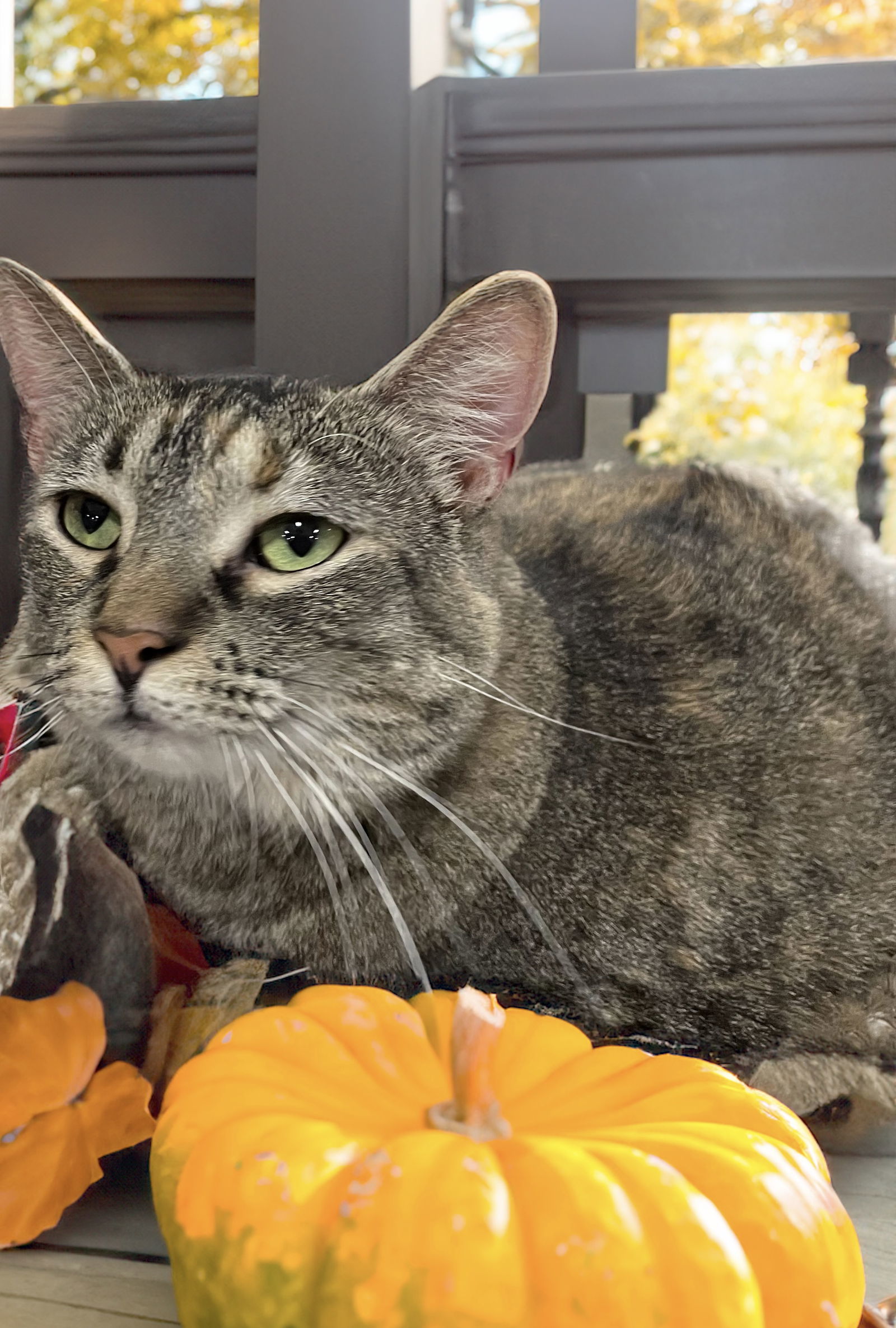 London, an adoptable Domestic Short Hair in Chandler, AZ, 85244 | Photo Image 1