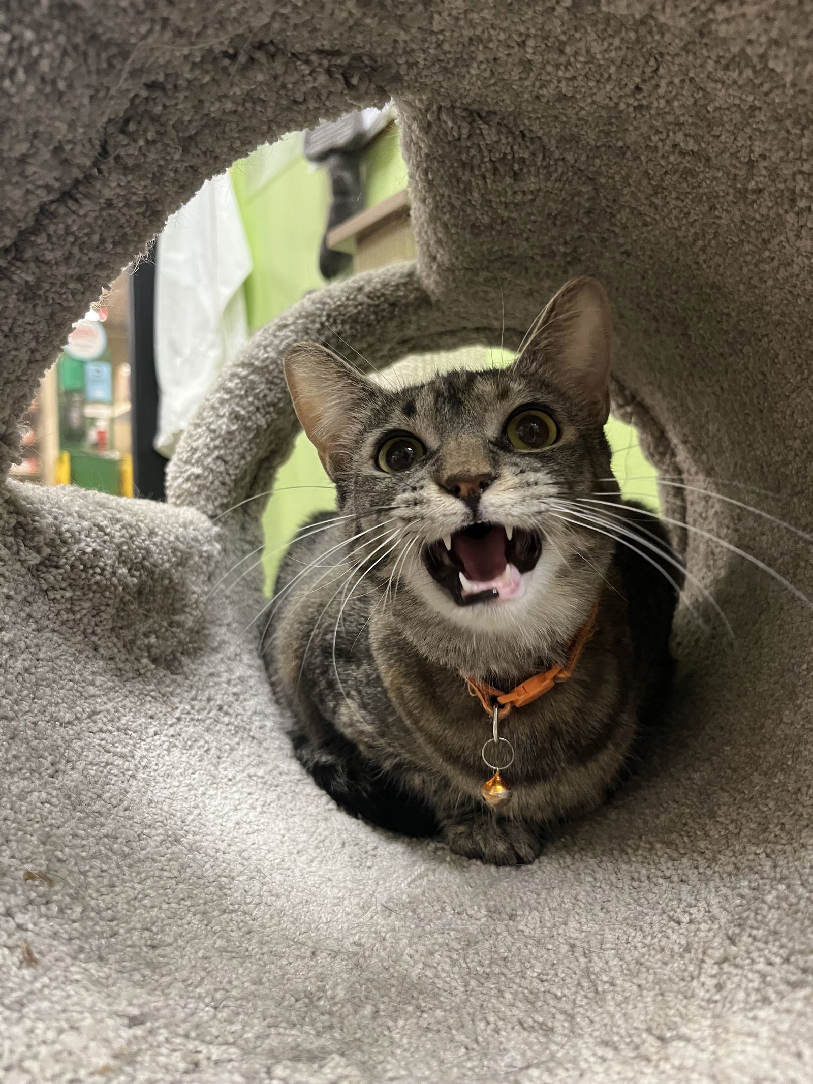 London, an adoptable Domestic Short Hair in Chandler, AZ, 85244 | Photo Image 2