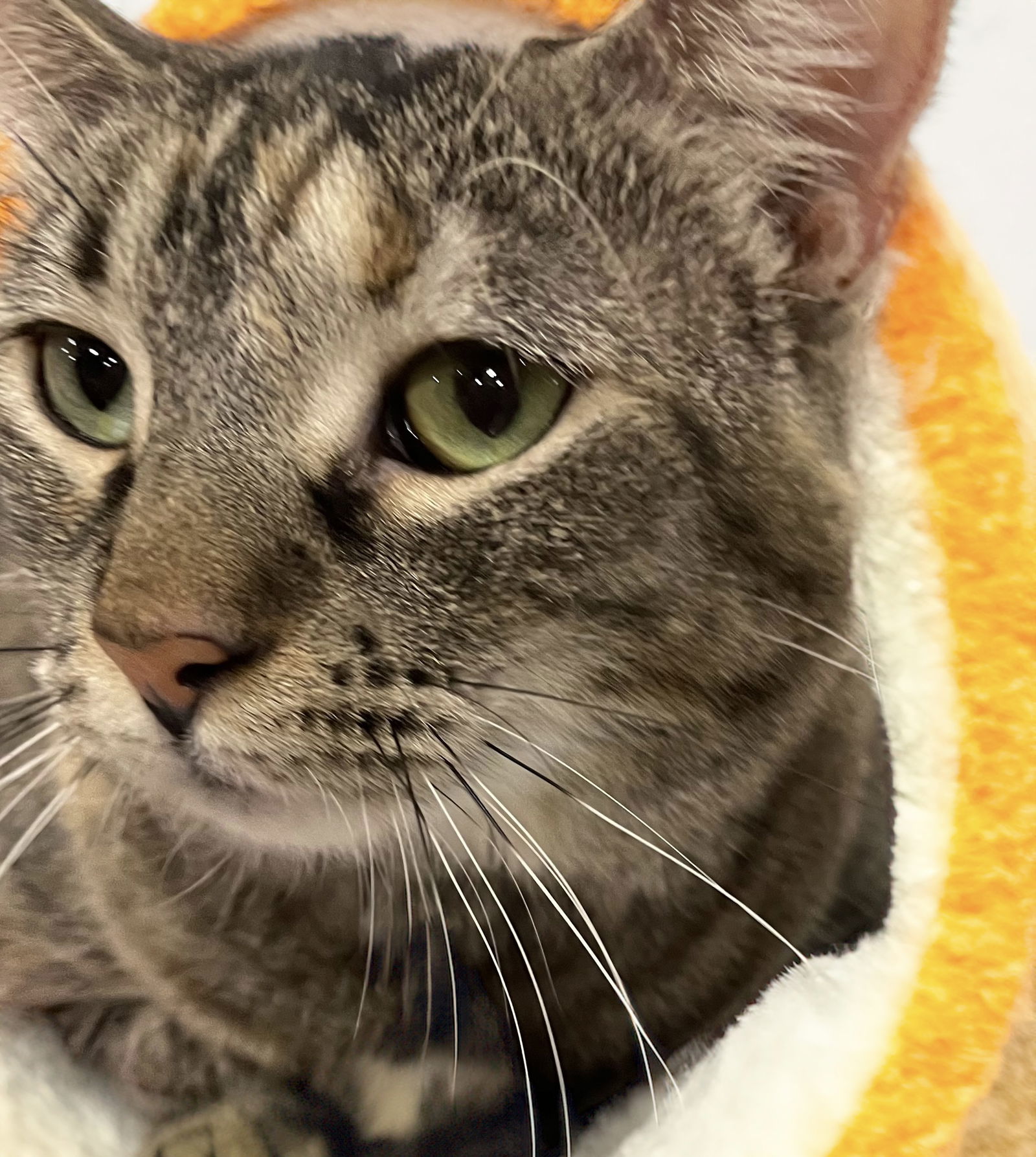 London, an adoptable Domestic Short Hair in Chandler, AZ, 85244 | Photo Image 2