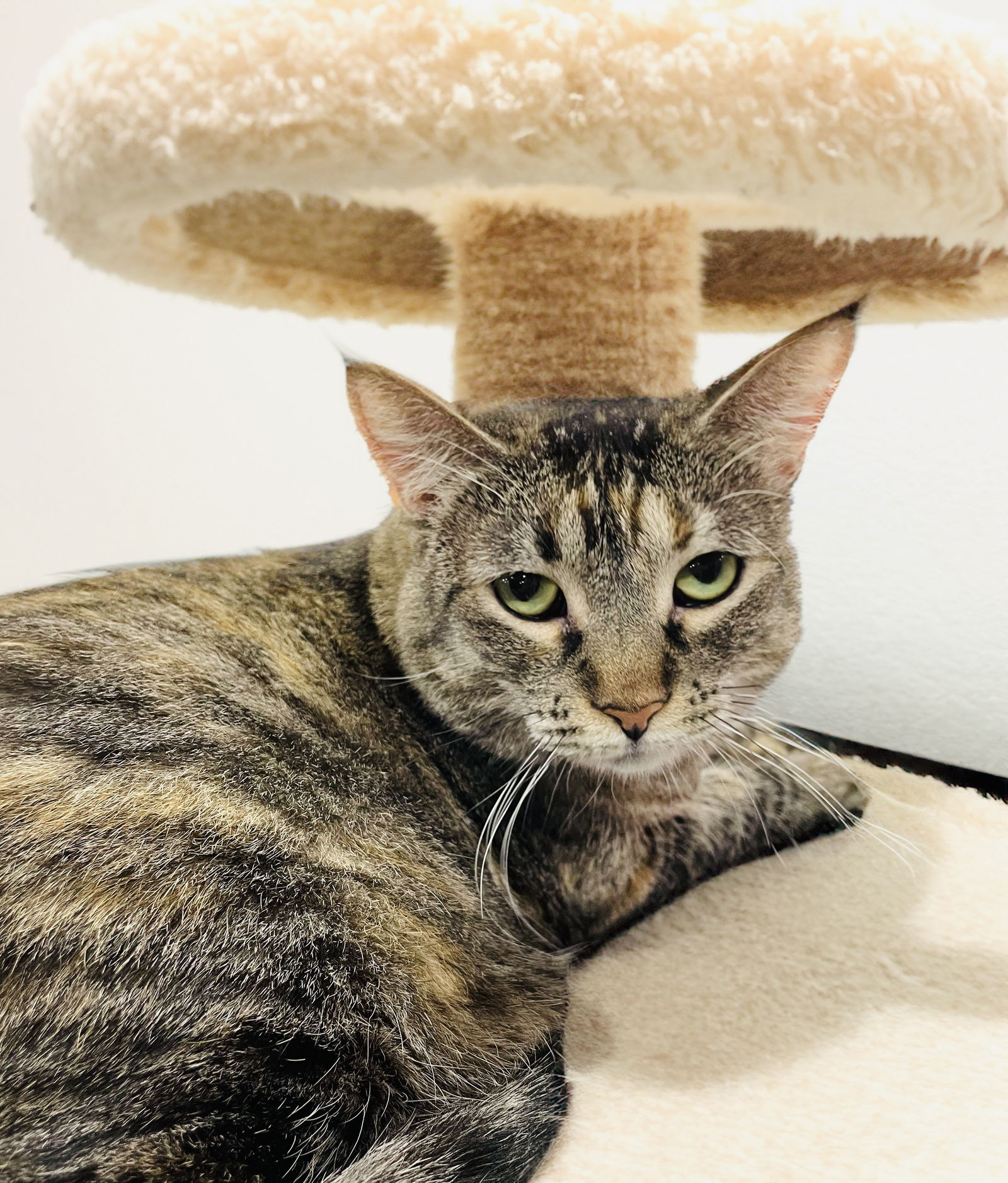 London, an adoptable Domestic Short Hair in Chandler, AZ, 85244 | Photo Image 3