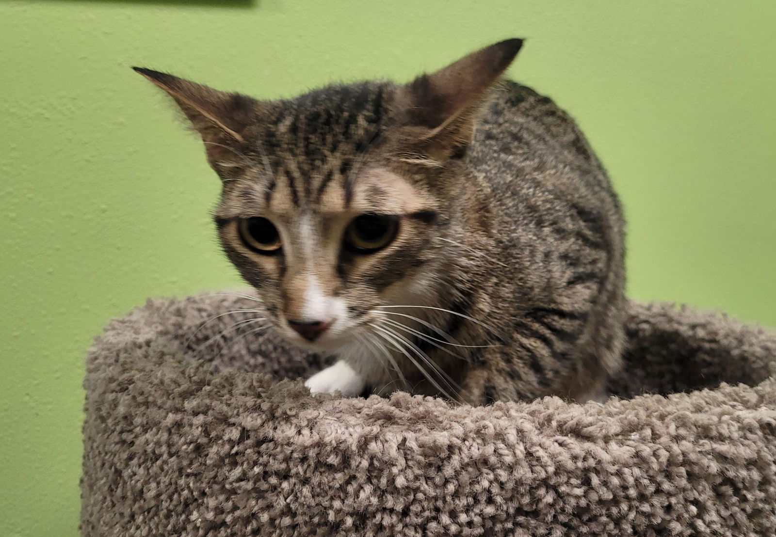 Bella, an adoptable Tabby in Chandler, AZ, 85244 | Photo Image 1