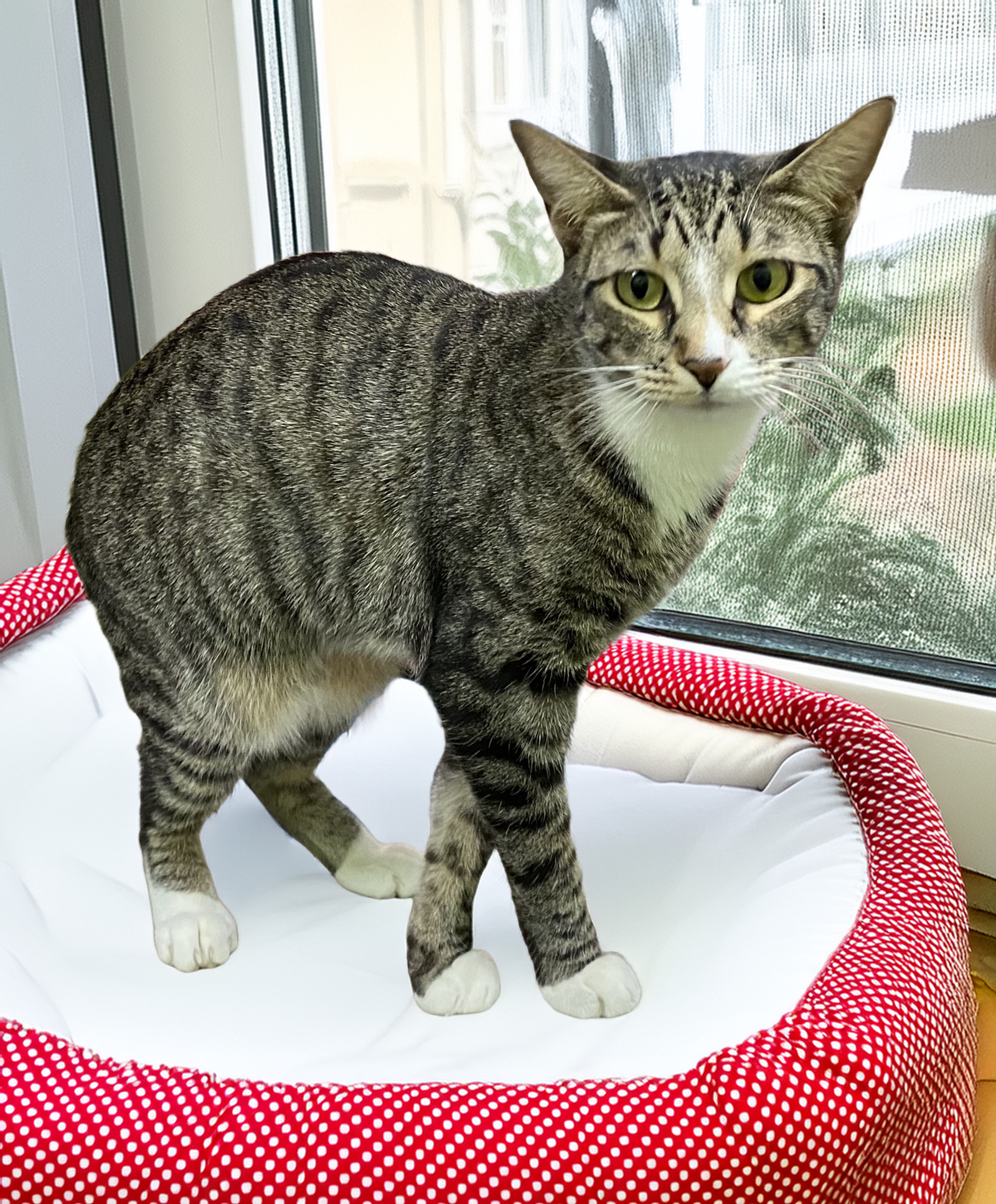 Bella, an adoptable Tabby in Chandler, AZ, 85244 | Photo Image 1