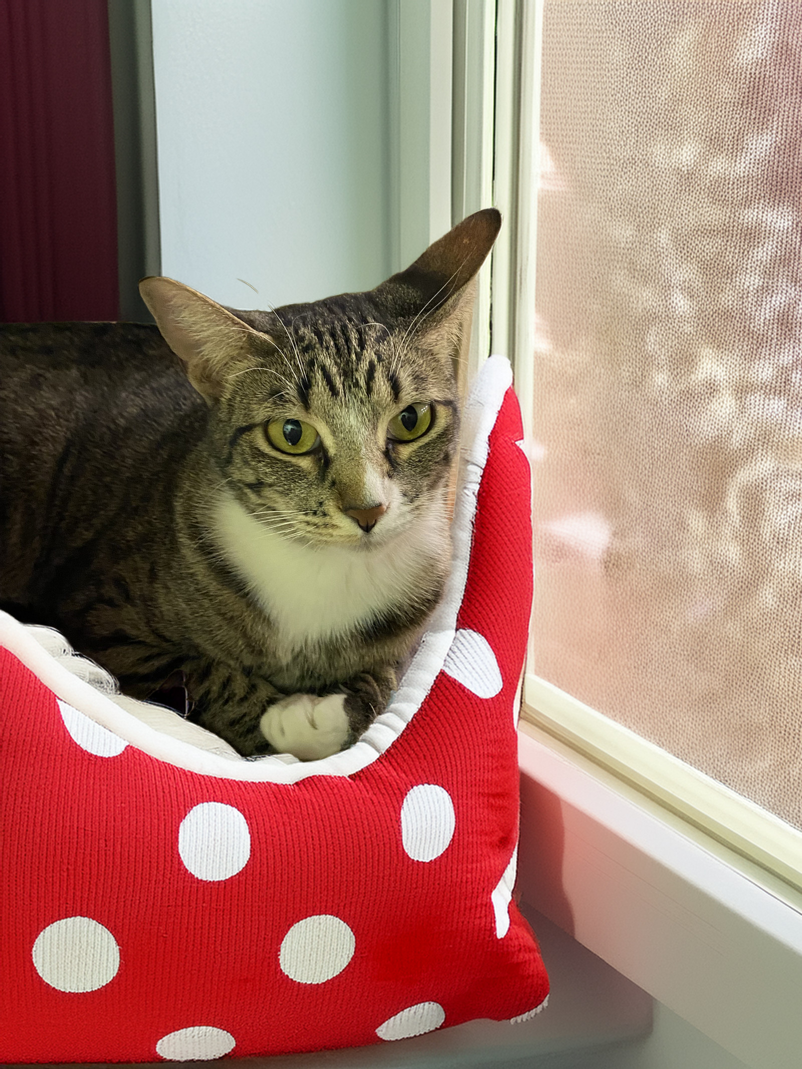 Bella, an adoptable Tabby in Chandler, AZ, 85244 | Photo Image 2