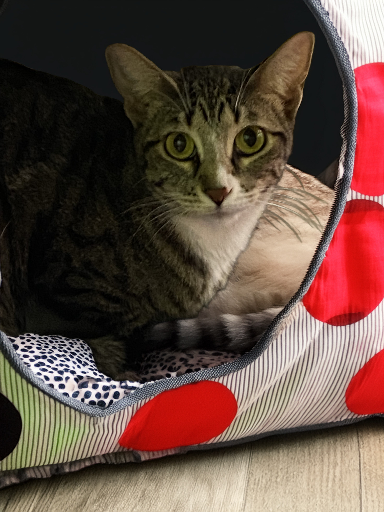 Bella, an adoptable Tabby in Chandler, AZ, 85244 | Photo Image 3