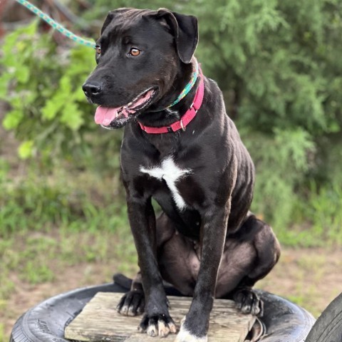 Hildie, an adoptable Black Labrador Retriever, Pit Bull Terrier in Wadena, MN, 56482 | Photo Image 5